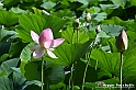 VBS_4621 - Fioritura loto a Vezza d'Alba
